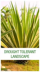 Drought Tolerant: Save water while beautifying your home with specially designed gardens that need very little but give a lot.